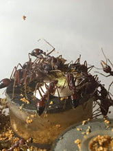 Ant Queen Bullant  Myrmecia Gulosa