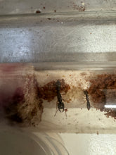 Amblyopone australis Dracula Ant queen