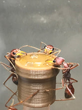 Ant Queen Bullant  Myrmecia Gulosa