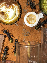 Ant queen Myrmecia Golden Tailed Bullant Myrmecia Fulviculis and others