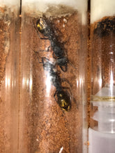 Ant queen Myrmecia Golden Tailed Bullant Myrmecia Fulviculis and others