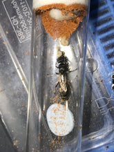 Ant queen Myrmecia Golden Tailed Bullant Myrmecia Fulviculis and others