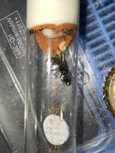 Ant queen Myrmecia Golden Tailed Bullant Myrmecia Fulviculis and others