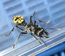 Ant queen Myrmecia Golden Tailed Bullant Myrmecia Fulviculis and others