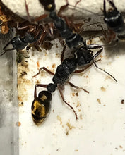 Ant queen Myrmecia Golden Tailed Bullant Myrmecia Fulviculis and others