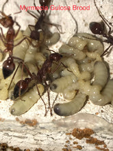 Ant Queen Bullant  Myrmecia Gulosa