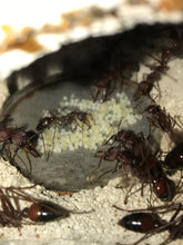 Ant Queen Bullant  Myrmecia Gulosa