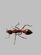 Ant Queen Bullant  Myrmecia Gulosa