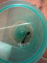 Bullant Queen + Den Package