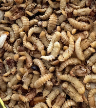 live meal worms 25 grams or 100 grams or Bulk