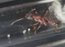 Ant Queen SP17 Myrmecia Bullant