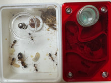 Formicarium Red Covers for all nests