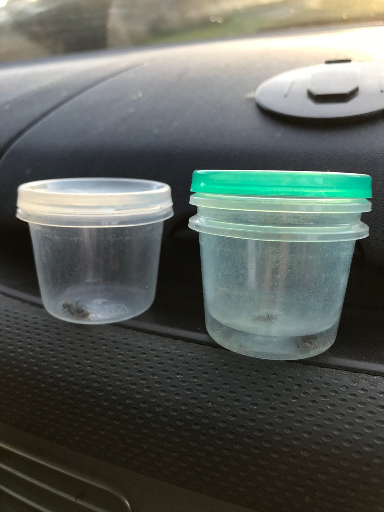 Ant Collecting Tubs Decore Dressing Tubs – Ant Shop Australia