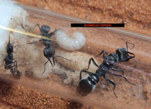 Ant Queen Bullant  Myrmecia tepperi