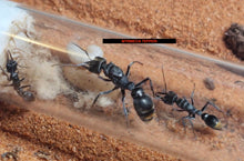 Ant Queen Bullant  Myrmecia tepperi