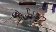 Ant Queen Myrmecia Forceps