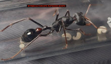 Ant Queen Myrmecia Forceps