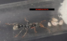 Ant Queen Bullant  Myrmecia Picta