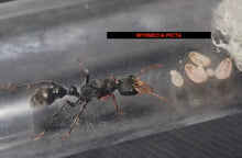 Ant Queen Bullant  Myrmecia Picta