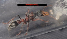 Ant Queen Bullant  Myrmecia Picta