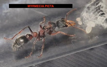 Ant Queen Bullant  Myrmecia Picta
