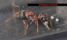 Ant Queen Myrmecia Elegans