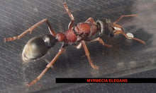Ant Queen Myrmecia Elegans