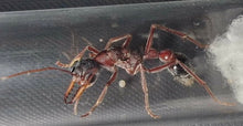 Ant Queen SP17 Myrmecia Bullant