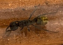 Ant queen Myrmecia Golden Tailed Bullant with eggs