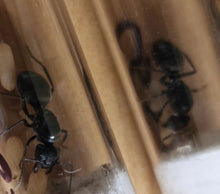 Ant Queen Camponotus suffusus eggs larvae and workers