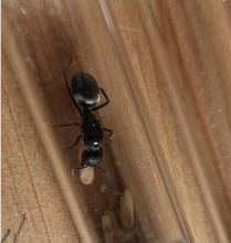 Ant Queen Camponotus suffusus eggs larvae and workers