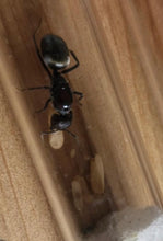 Ant Queen Camponotus suffusus eggs larvae and workers