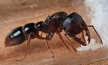 Amblyopone australis Dracula Ant queen
