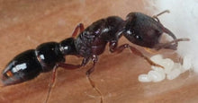 Amblyopone australis Dracula Ant queen