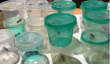 Ant Collecting Tubs Decore Dressing Tubs
