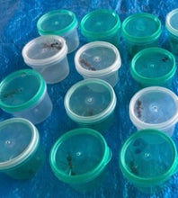 Ant Collecting Tubs Decore Dressing Tubs