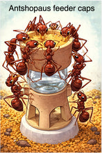 Liquid Feeder and Castle Feeder top covers