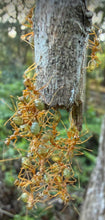 Ant Queen Green Tree Ant Oecophylla Smaragdina