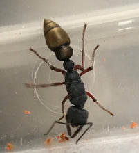 Ant queen Myrmecia Golden Tailed Bullant Myrmecia Fulviculis and others