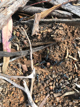 Ant queen Myrmecia Golden Tailed Bullant Myrmecia Fulviculis and others