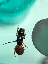Ant Queen Camponotus from Canberra sp yellow Tail (yet unidentified)