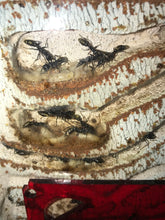 Ant queen Myrmecia Golden Tailed Bullant Myrmecia Fulviculis and others