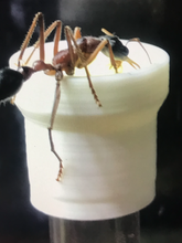 Tree Top Feeder for Myrmecia and other species
