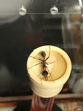 Tree Top Feeder for Myrmecia and other species
