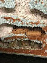 Ant Queen Bullant  Myrmecia Simillima (ergatoid)