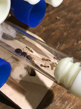 Ant Queen Camponotus from Cairns sp