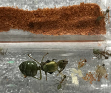 Ant Queen Green Tree Ant Oecophylla Smaragdina