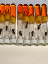 Ant Queen Iridomyrmex Purpureus Meat Ant