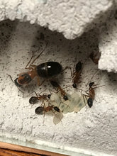 Ant Queen Camponotus Consobrinus  Sugar Ant