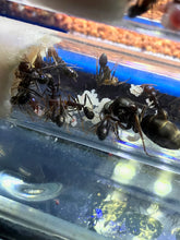 Ant Queen Iridomyrmex Purpureus Meat Ant